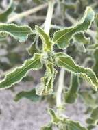 Image of Encelia frutescens var. frutescens