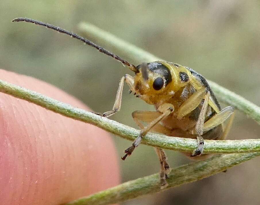 Imagem de Trirhabda sericotrachyla Blake 1931