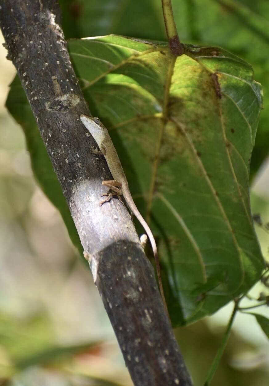 Plancia ëd Anolis rejectus Garrido & Schwartz 1972