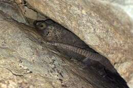 Image of Spotted Chuckwalla