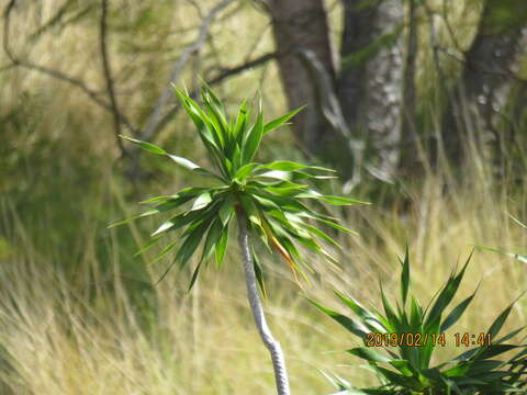 Слика од Dracaena konaensis (H. St. John) Jankalski