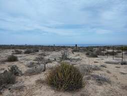 Image of Euphorbia ceroderma I. M. Johnst.