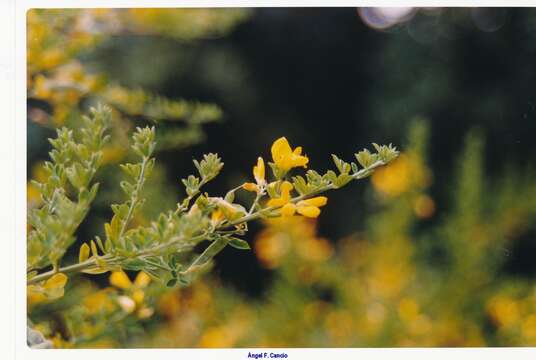 Cytisus arboreus (Desf.) DC.的圖片