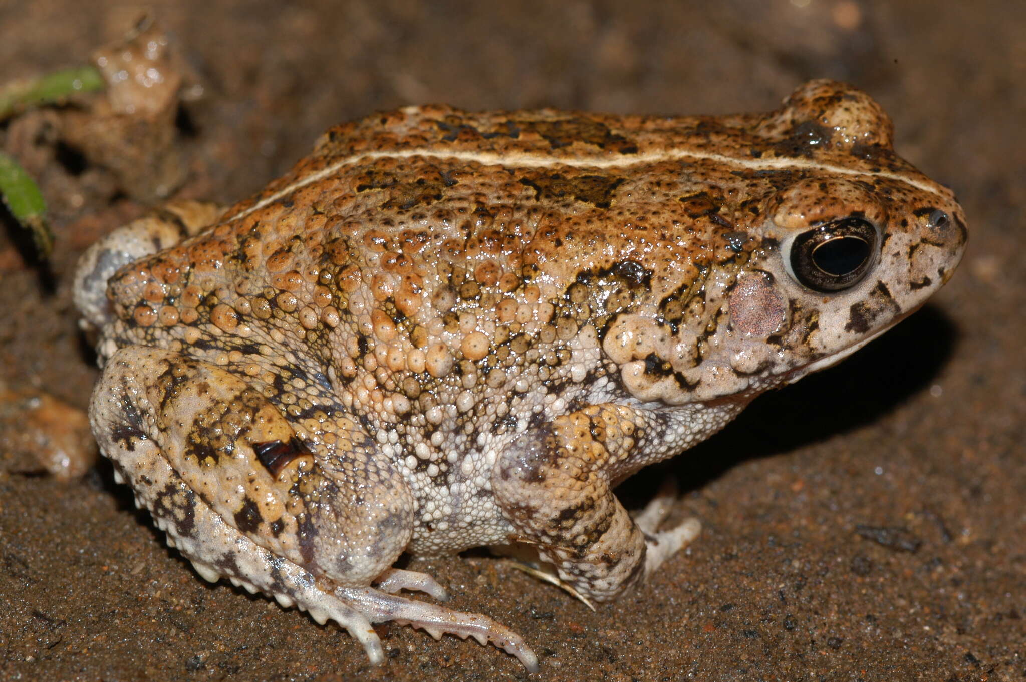 صورة Sclerophrys pusilla (Mertens 1937)