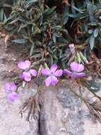 Image of Dianthus rupicola Biv.