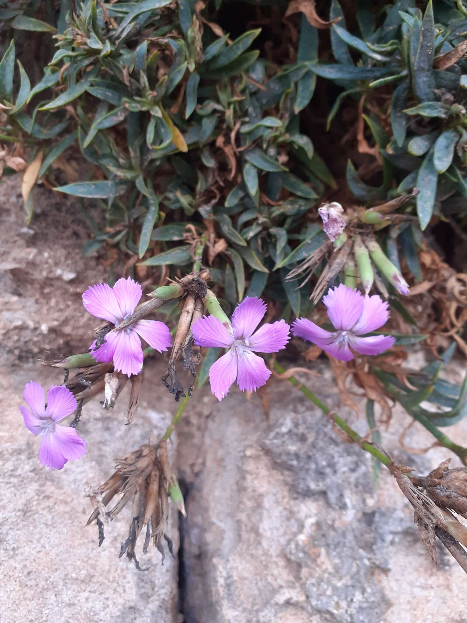 Image of Dianthus rupicola Biv.