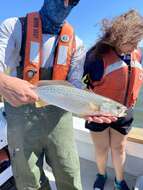 Image of Gray weakfish