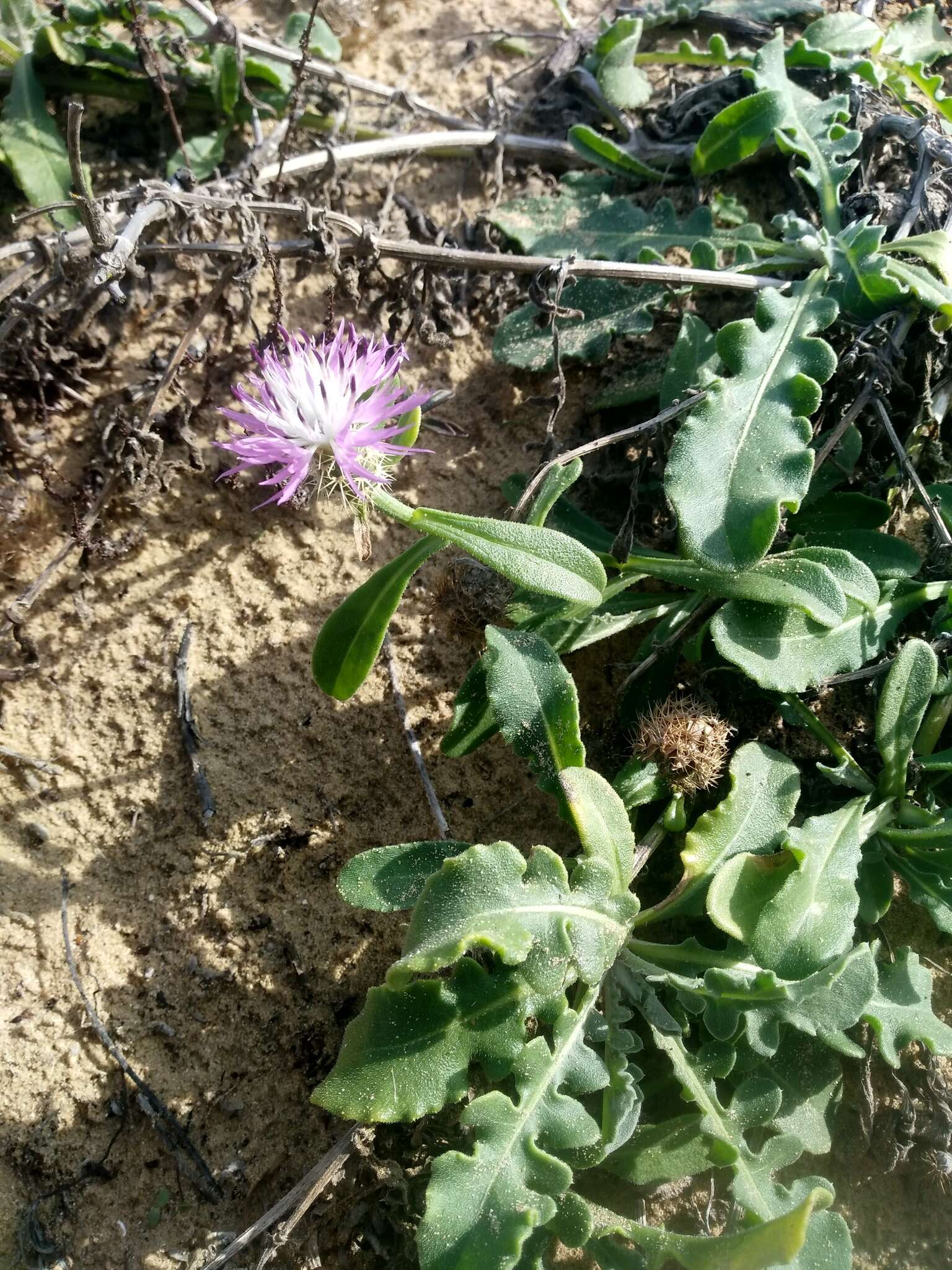 Слика од Centaurea sphaerocephala L.