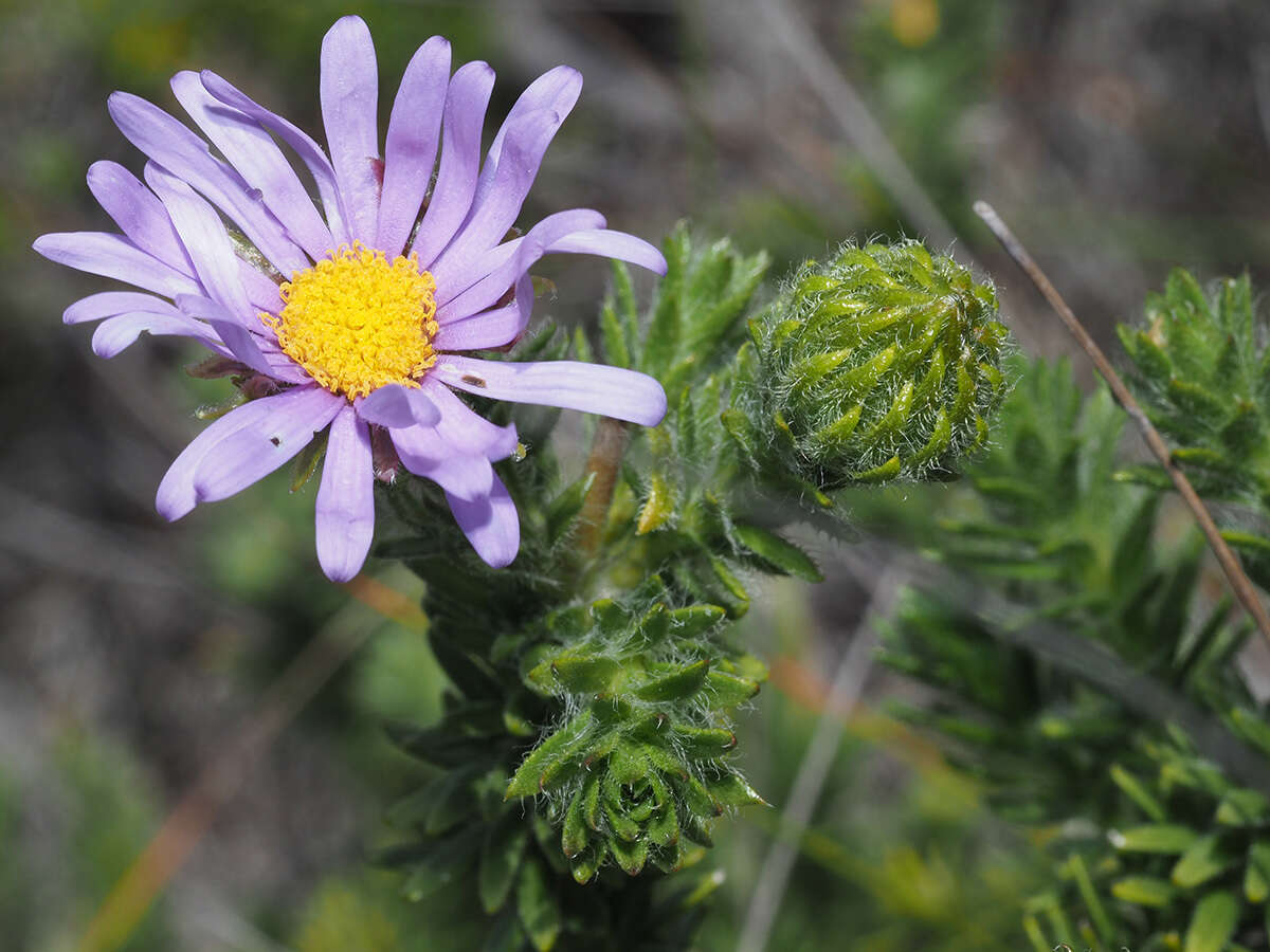 Image of Felicia nordenstamii Grau