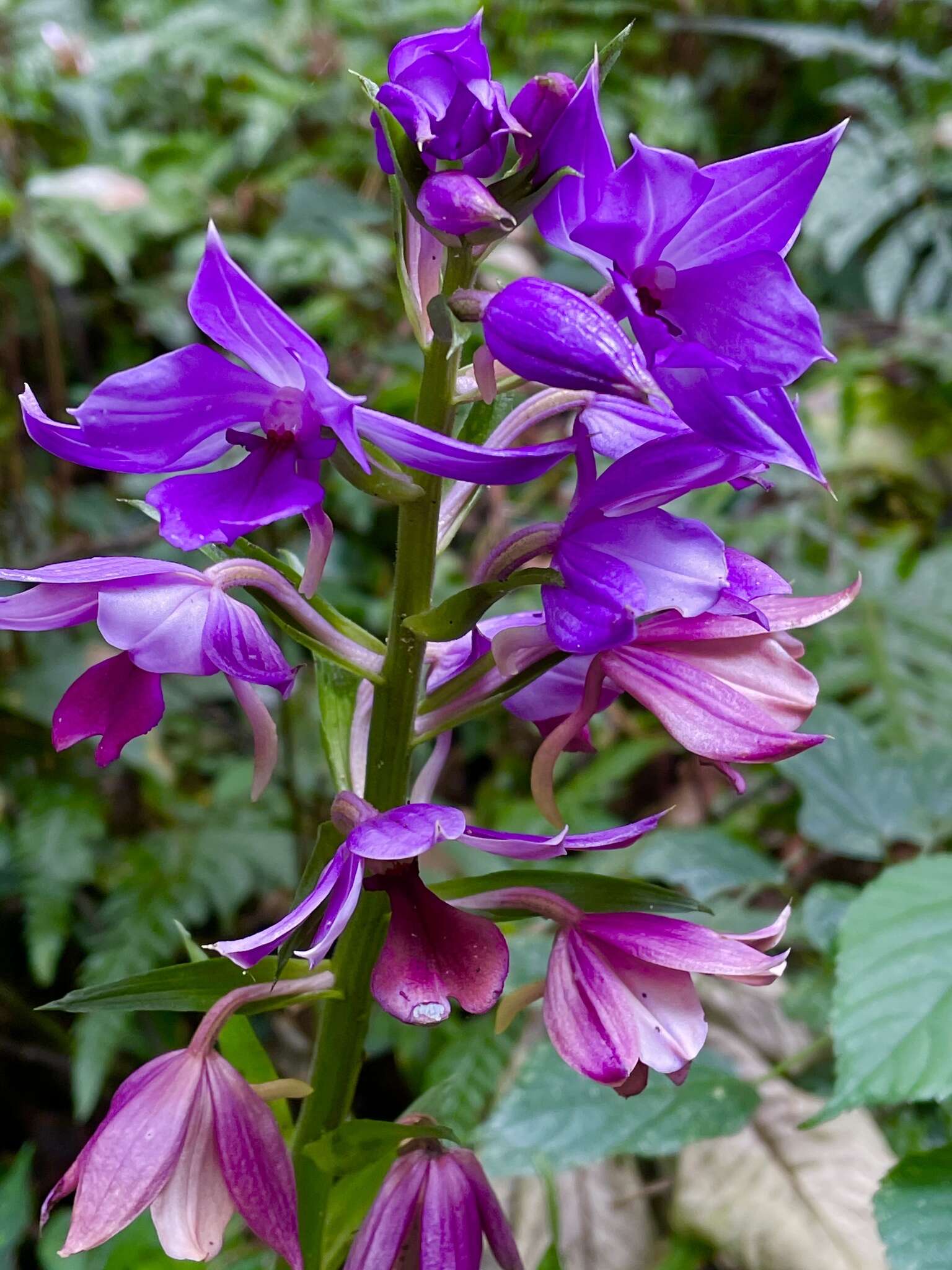 Image of Calanthe sylvatica (Thouars) Lindl.