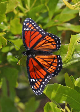 Image of Limenitis archippus floridensis Strecker 1878