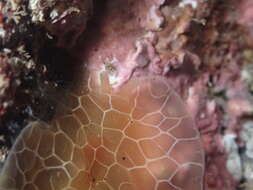 Imagem de Pleurobranchus reticulatus Rang 1832