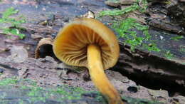 Image of Heimiomyces velutipes (G. Stev.) J. A. Cooper 2014