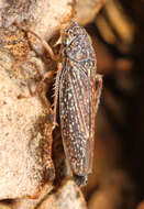 Image of Graphocephala confluens (Uhler 1861)