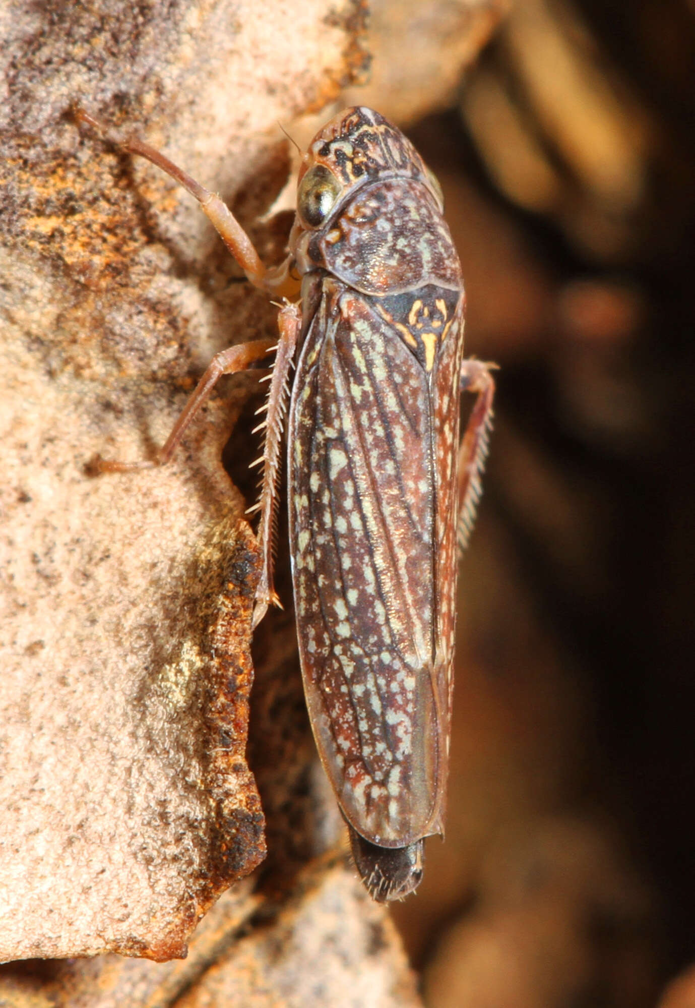 Image of Graphocephala confluens (Uhler 1861)