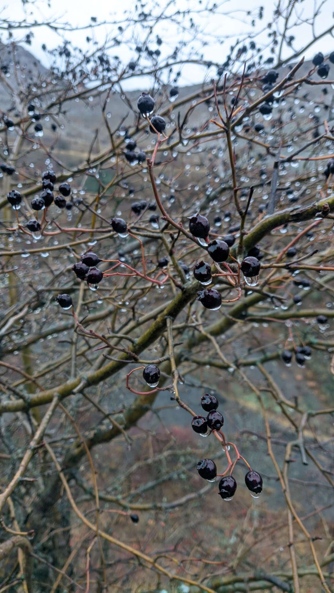 Image of Small-flowered Black Hawthorn