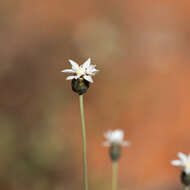 Imagem de Rhodanthe stricta (Lindl.) P. G. Wilson