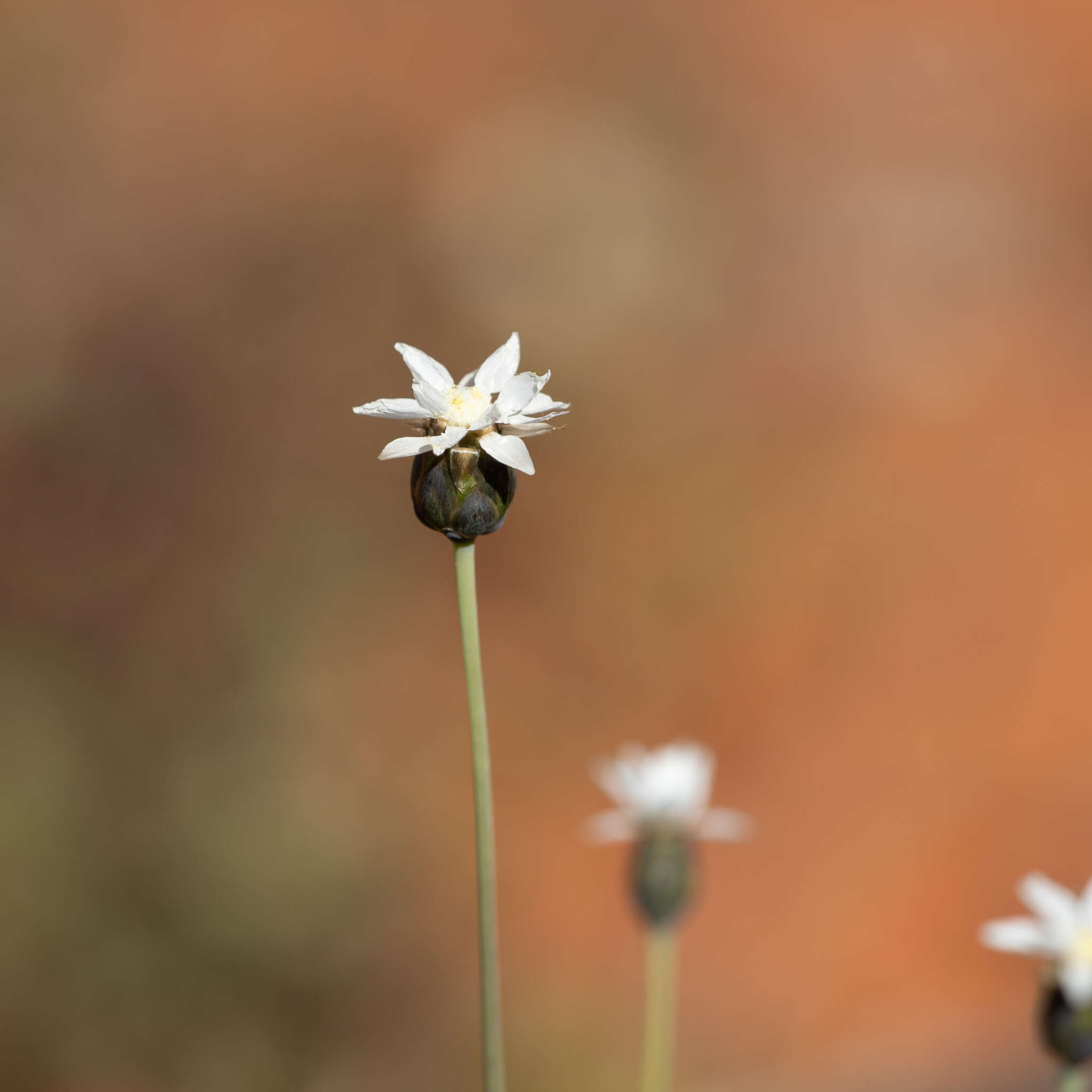 Rhodanthe stricta (Lindl.) P. G. Wilson的圖片