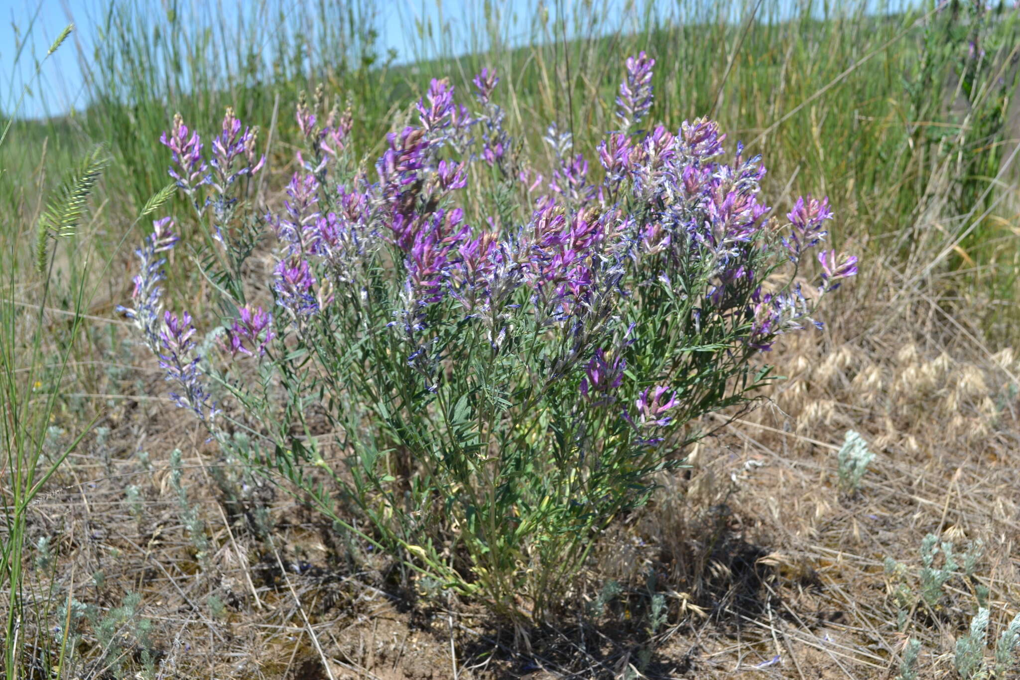 Imagem de Astragalus varius S. G. Gmelin