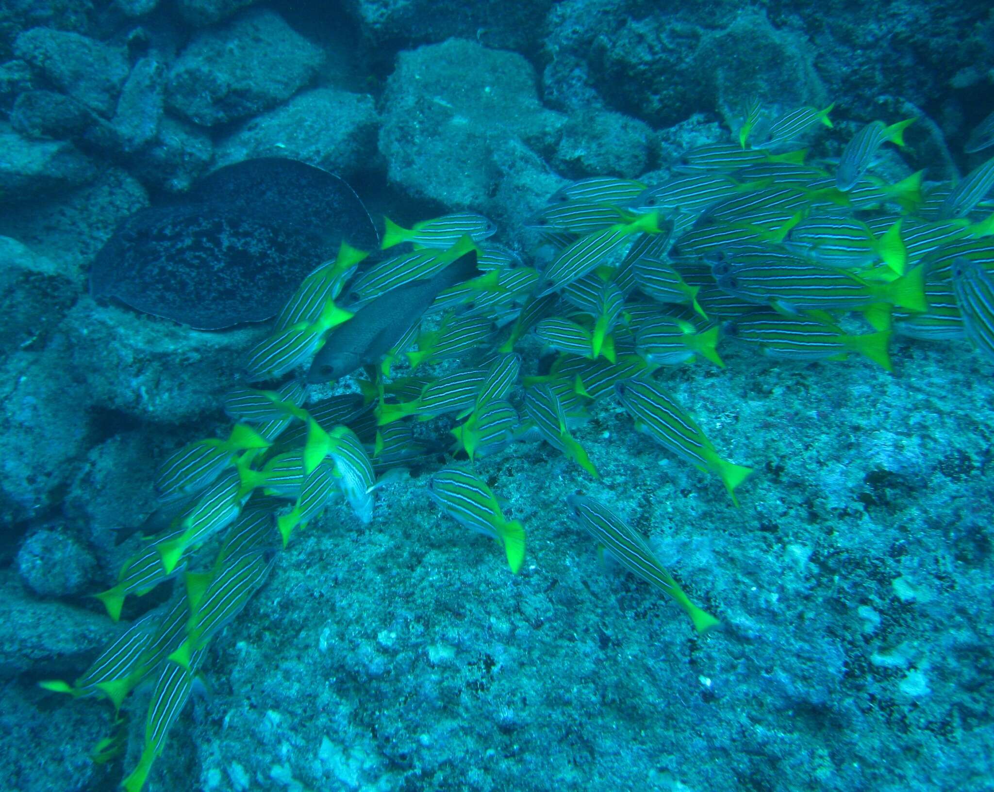 Image of Blue and gold snapper