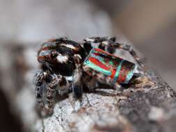 Image of Maratus volans (O. Pickard-Cambridge 1874)