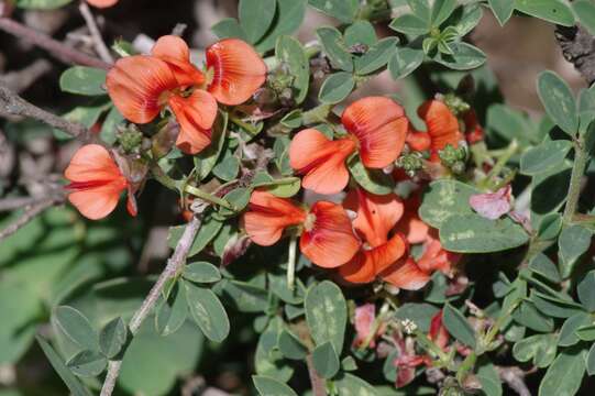 Image of Indigofera sessilifolia DC.