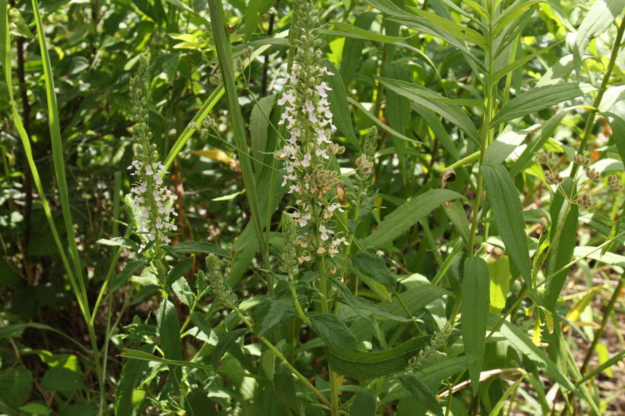 Image of Canada germander