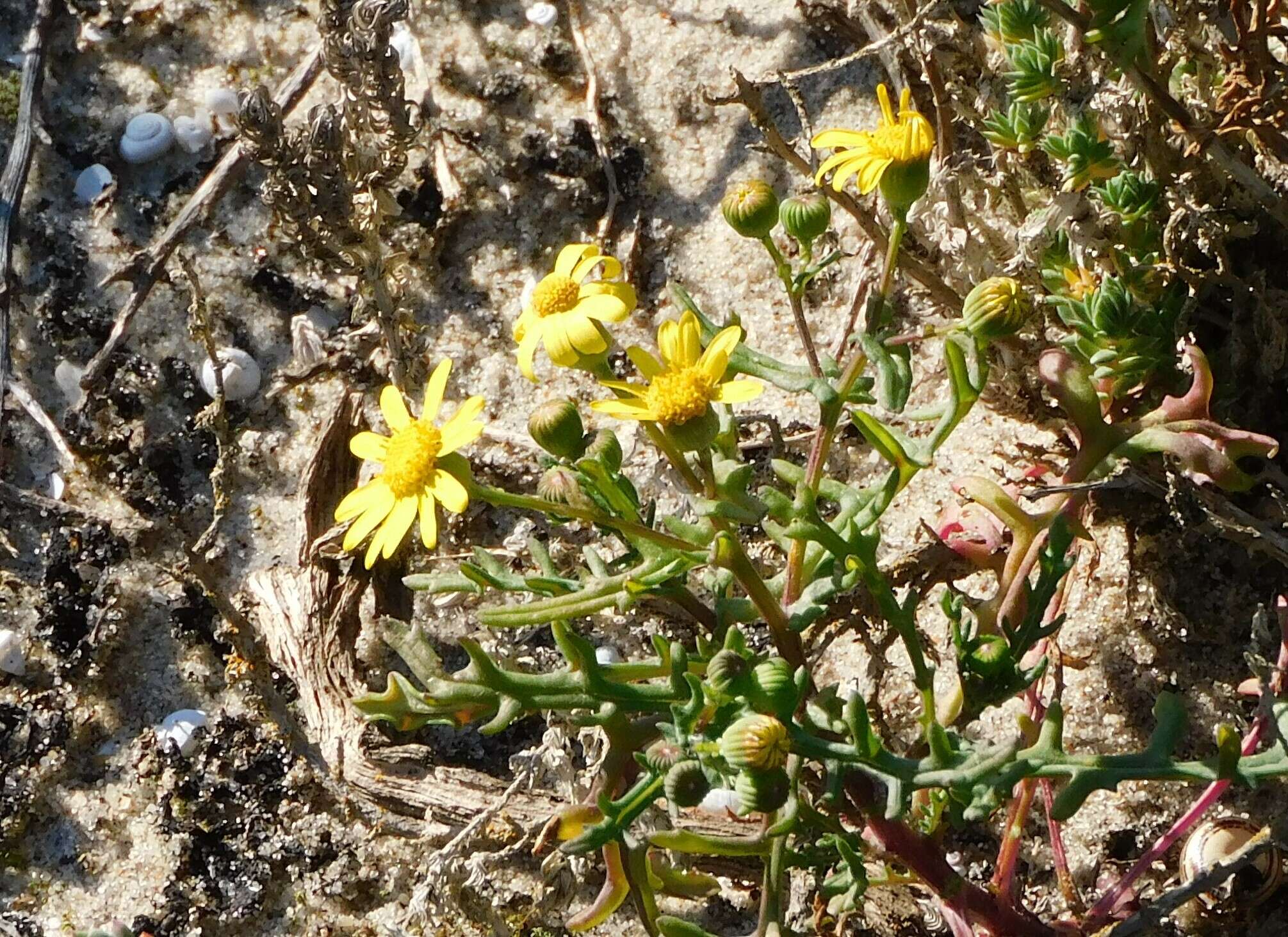 Image of French groundsel