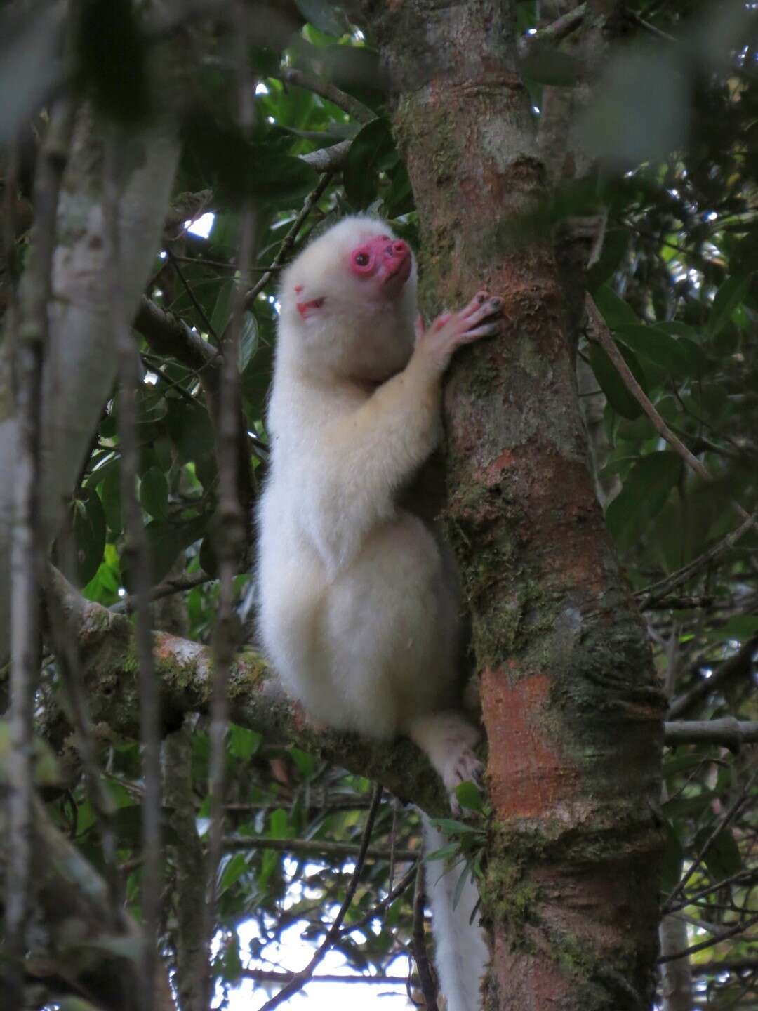 Image of Silky Sifaka