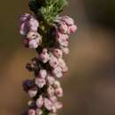 Image de Erica goatcheriana L. Bolus