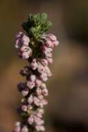 Erica goatcheriana L. Bolus resmi