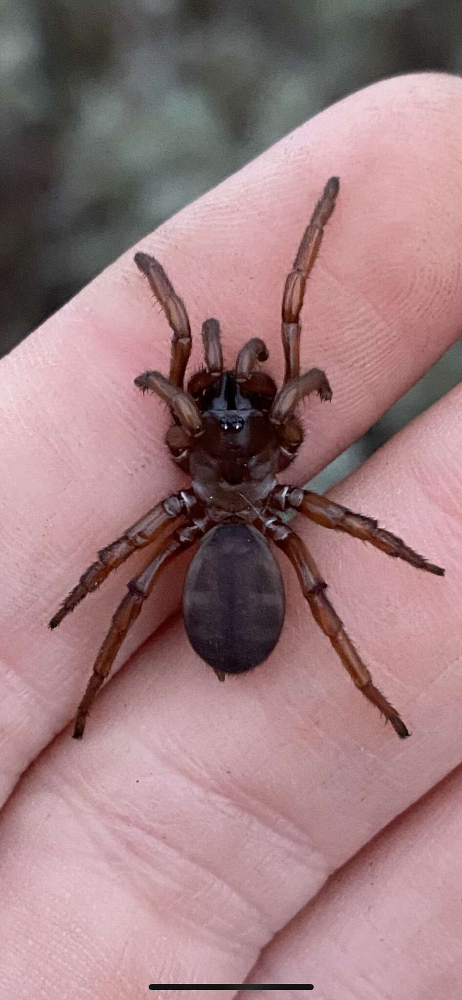 Image of Promyrmekiaphila clathrata (Simon 1891)