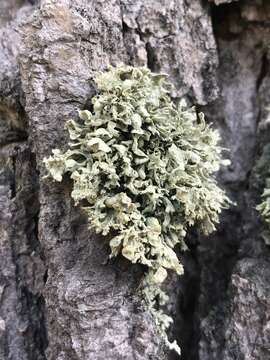 Image of Ramalina obtusata (Arnold) Bitter