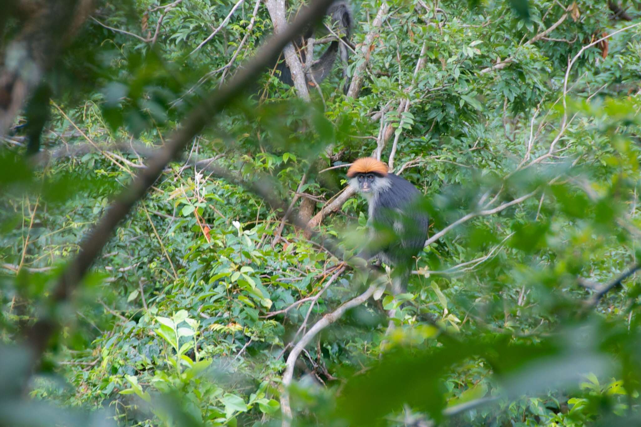 Image of Udzungwa Red Colobus