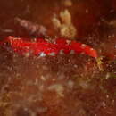 Image of Grotto Goby