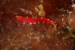 Plancia ëd Speleogobius trigloides Zander & Jelinek 1976