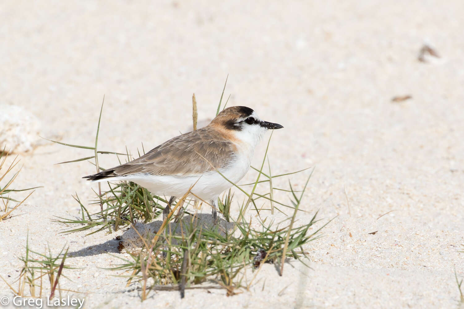 Imagem de Charadrius marginatus Vieillot 1818