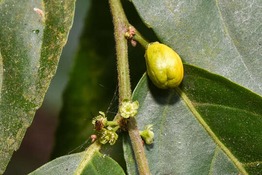 Image of Casearia glomerata Roxb.