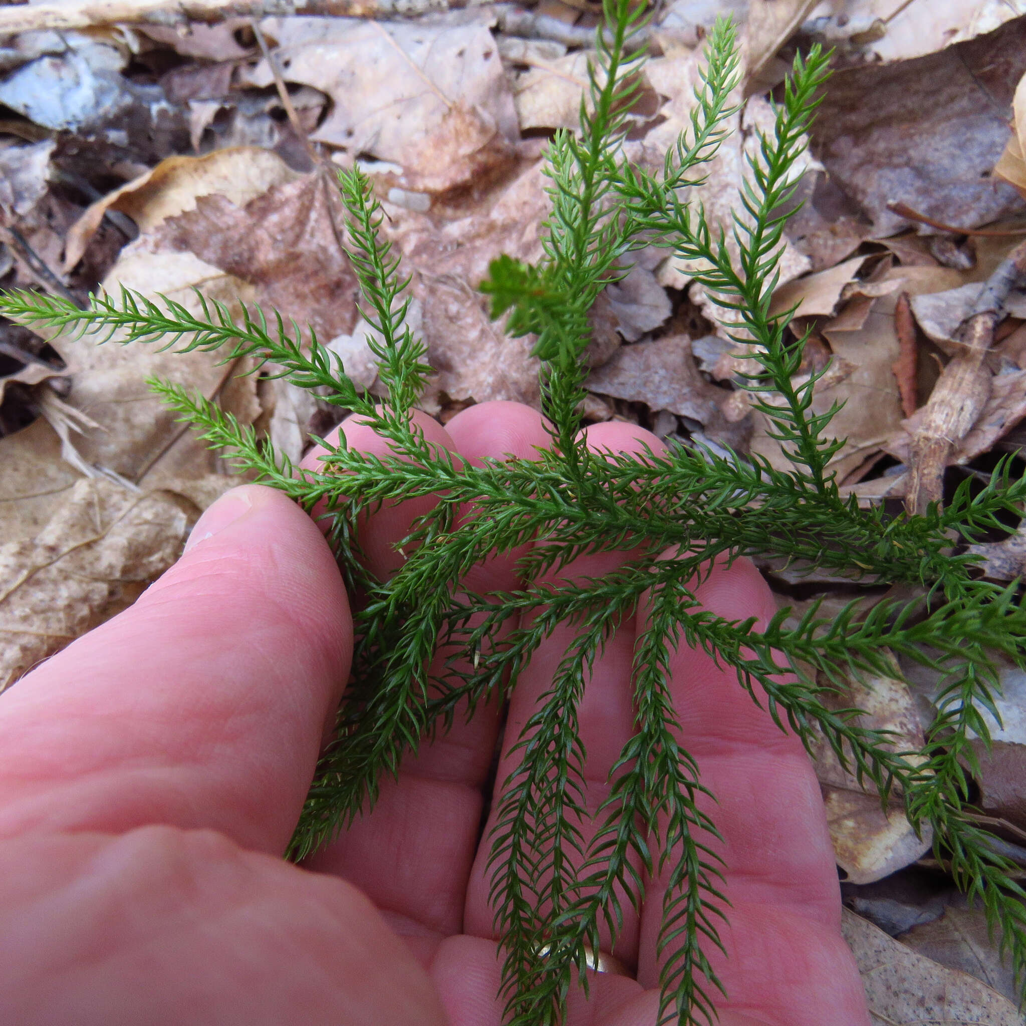 Imagem de Dendrolycopodium