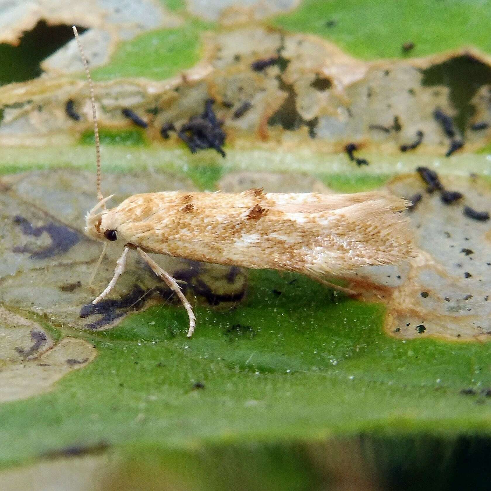 Image of Mompha ochraceella Curtis