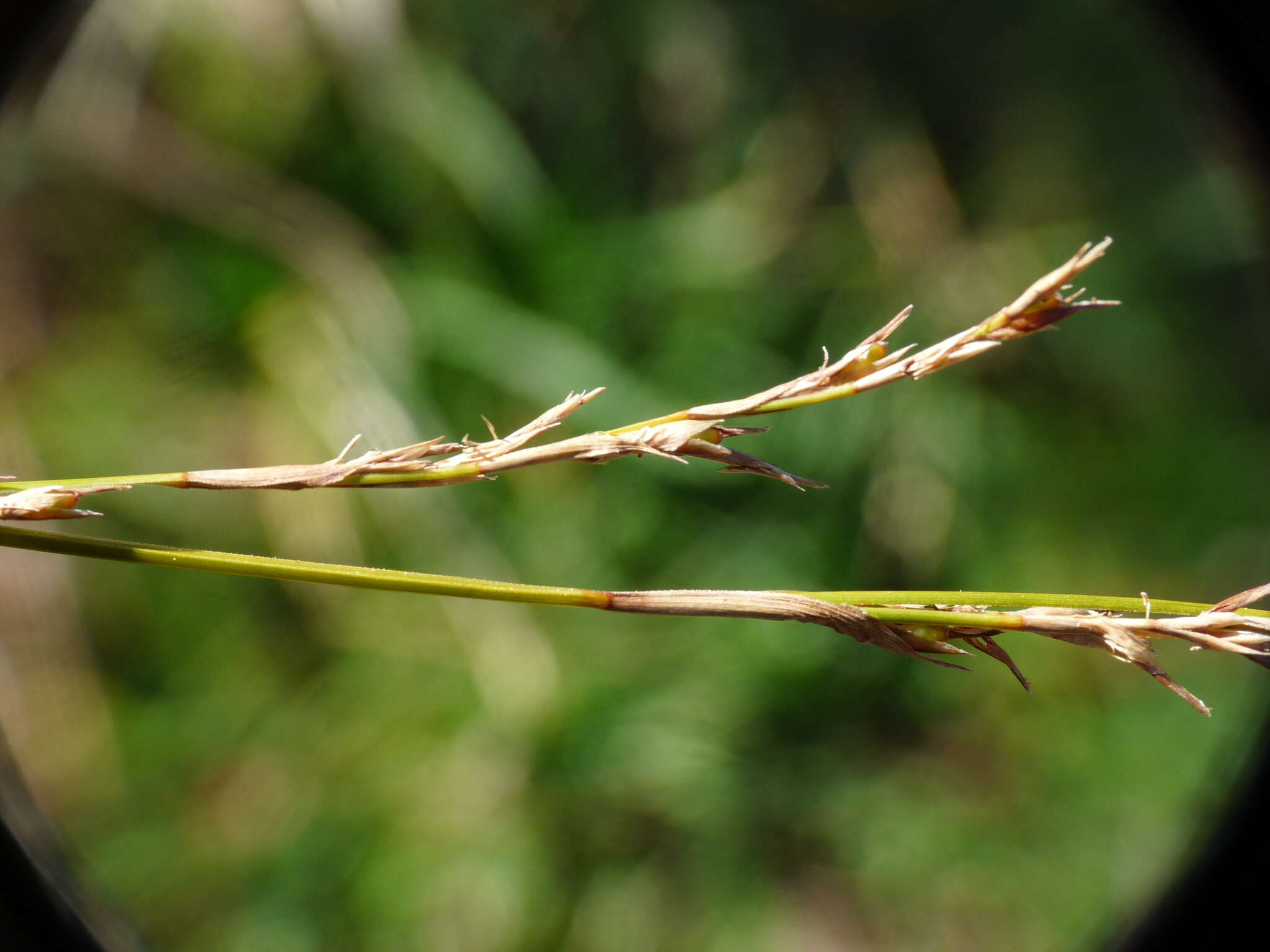 Sivun Machaerina tenax (Hook. fil.) T. Koyama kuva