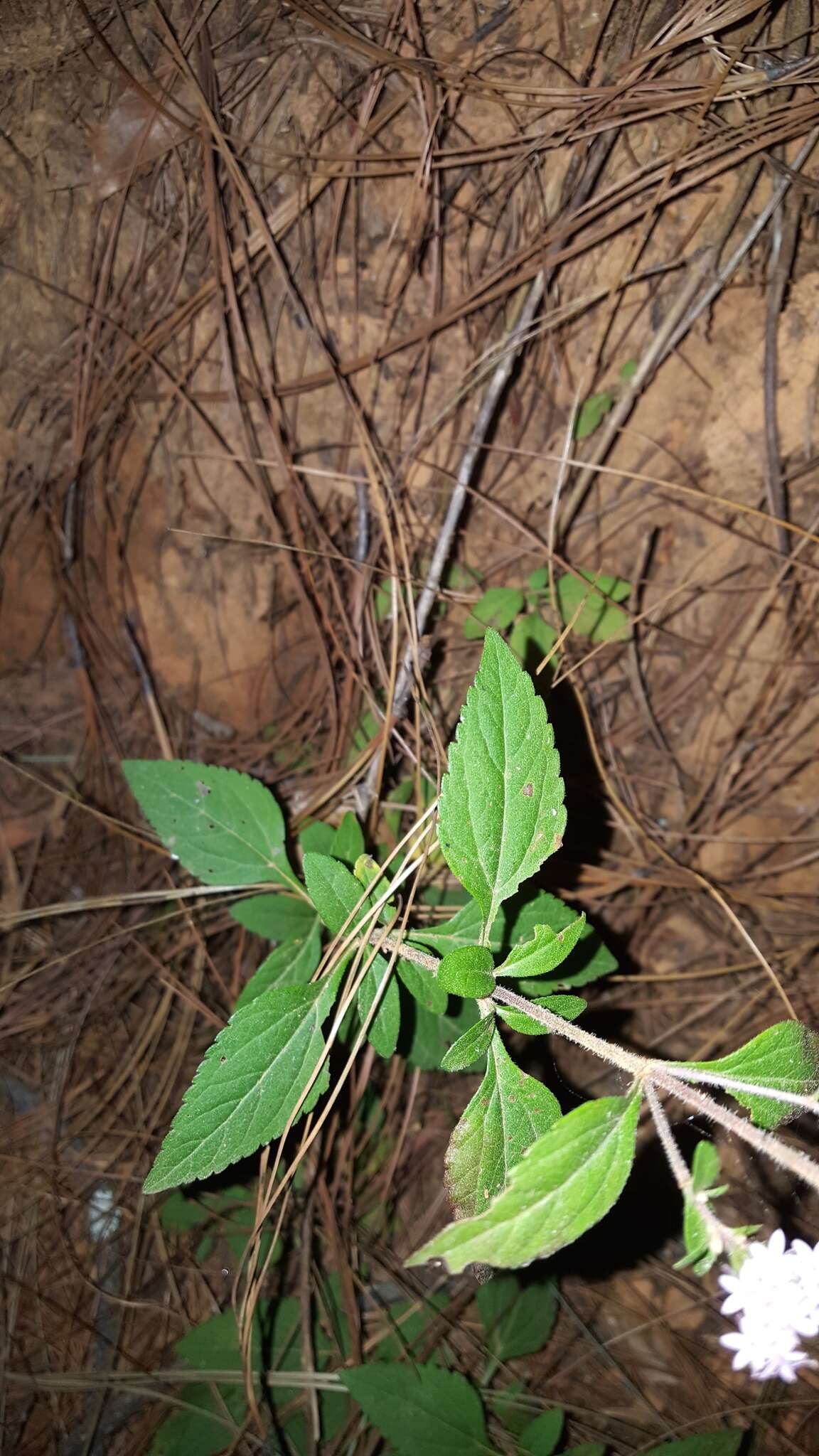 Image of Stevia triflora DC.