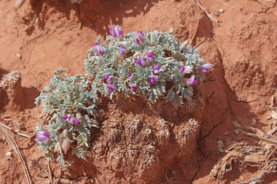 Plancia ëd Oxytropis oreophila var. juniperina S. L. Welsh