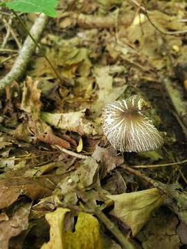 Image of Pluteus deceptivus Minnis & Sundb. 2010