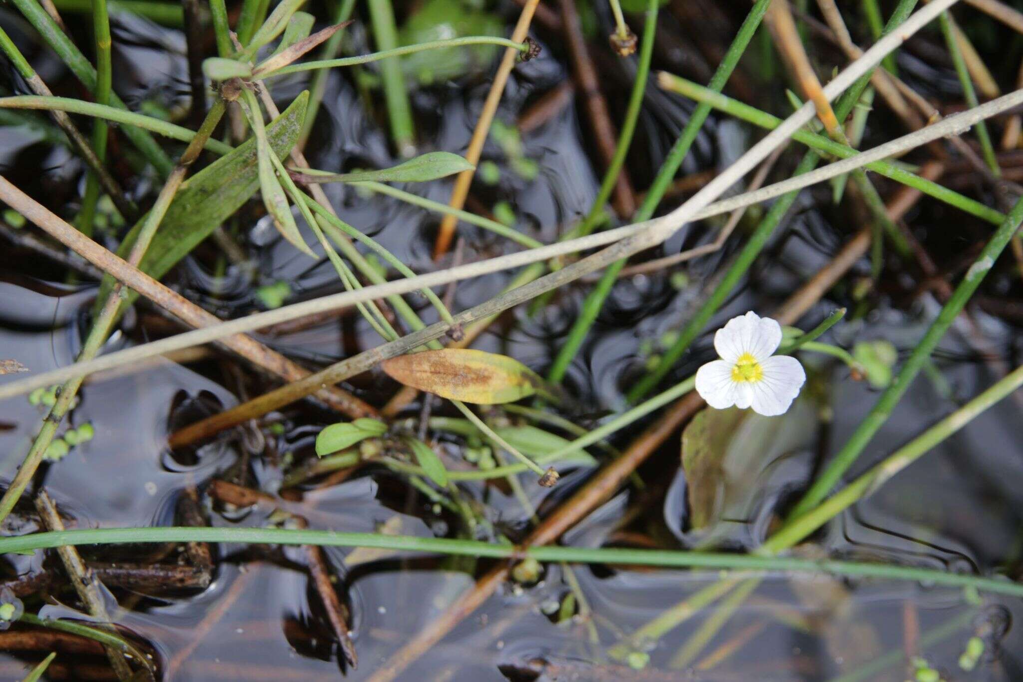 Image of Baldellia repens subsp. cavanillesii (Molina Abril, A. Galán, J. M. Pizarro & Sard. Rosc.) Talavera