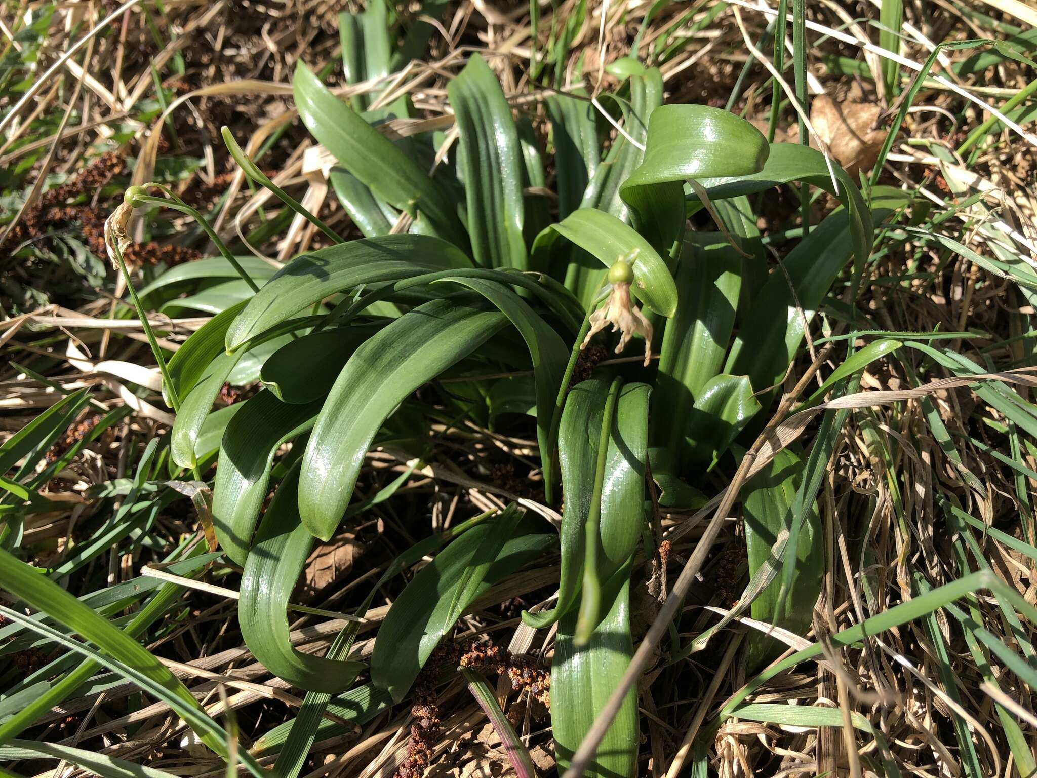 Image de Galanthus woronowii Losinsk.