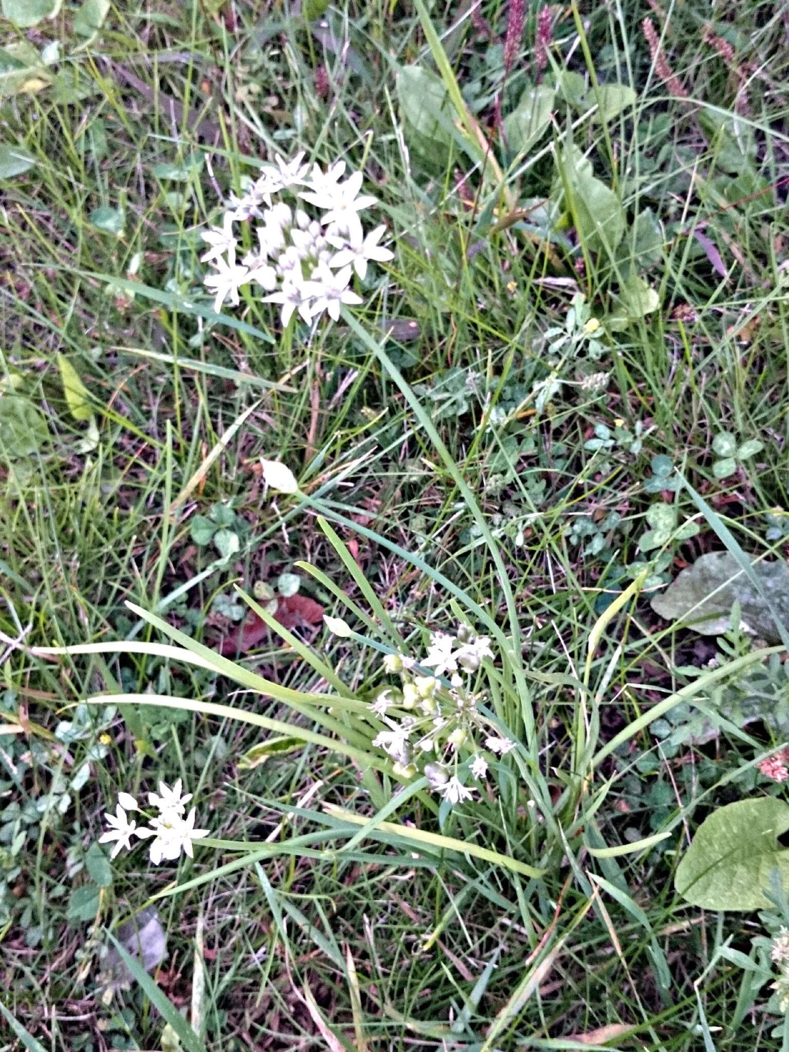 Image of Chinese chives