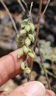 Imagem de Astragalus gracilis Nutt.