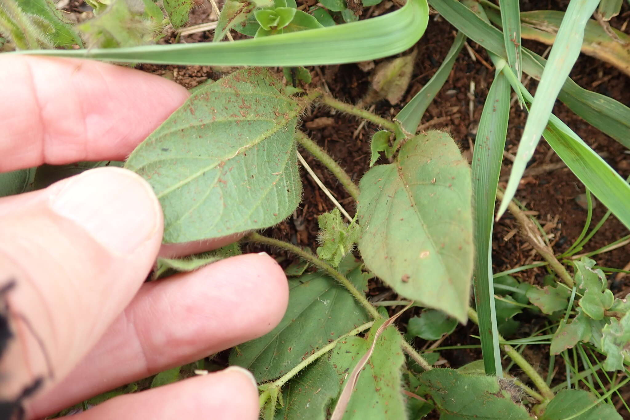 Image of Ipomoea crassipes Hook.