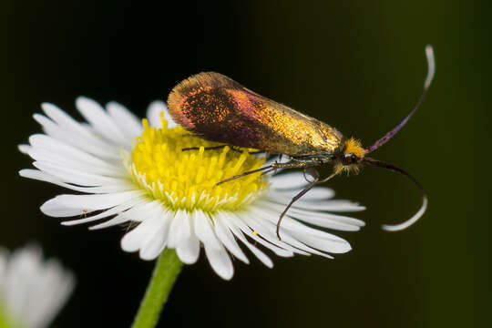 Imagem de Nemophora cupriacella Hübner 1822